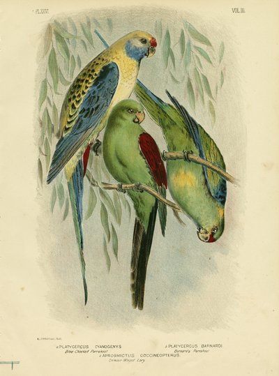Blåbrynet parakit, 1891 af Gracius Broinowski