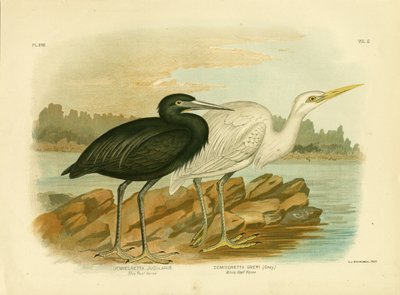 Blårevshjort, 1891 af Gracius Broinowski