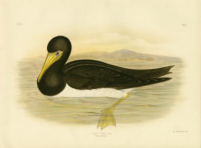 Brun sule, 1891 af Gracius Broinowski