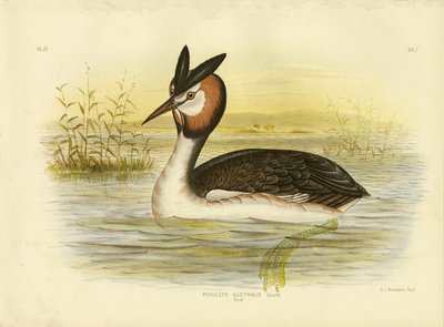 Stor nakkedykker, 1891 af Gracius Broinowski