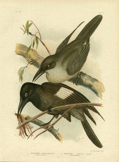 Gråkrage, 1891 af Gracius Broinowski