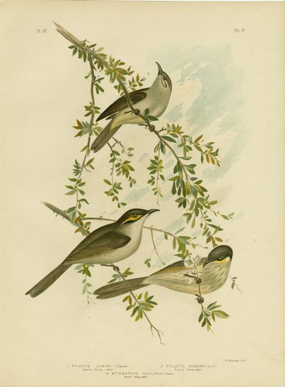 Lewin Honeyeater, 1891 af Gracius Broinowski