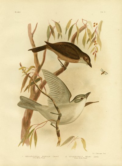 Lille Shrike-Thrush, 1891 af Gracius Broinowski