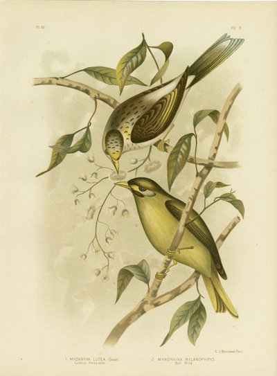 Luteous honningeater eller gulstrubet minearbejder, 1891 af Gracius Broinowski