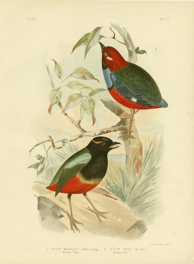 Macklots pitta, 1891 af Gracius Broinowski