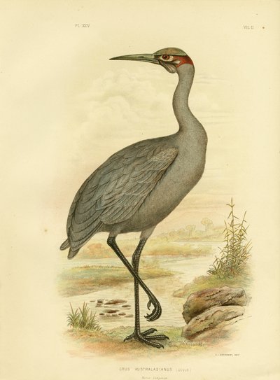 Native Companion eller Brolga, 1891 af Gracius Broinowski