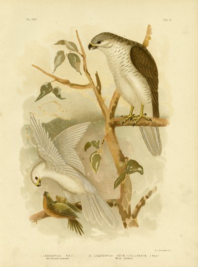 New Holland Goshawk, 1891 af Gracius Broinowski