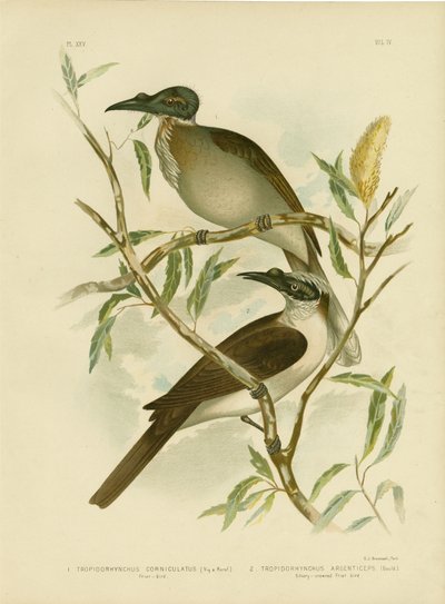 Noisy Friarbird, 1891 af Gracius Broinowski