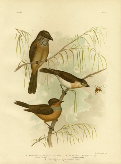 Olivenagtig Thickhead eller Olive Whistler, 1891 af Gracius Broinowski