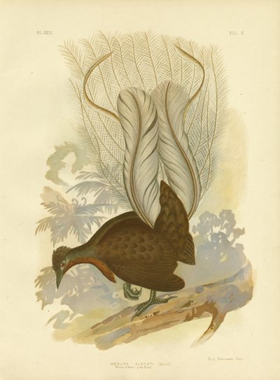 Prins Alberts Lyrebird, 1891 af Gracius Broinowski