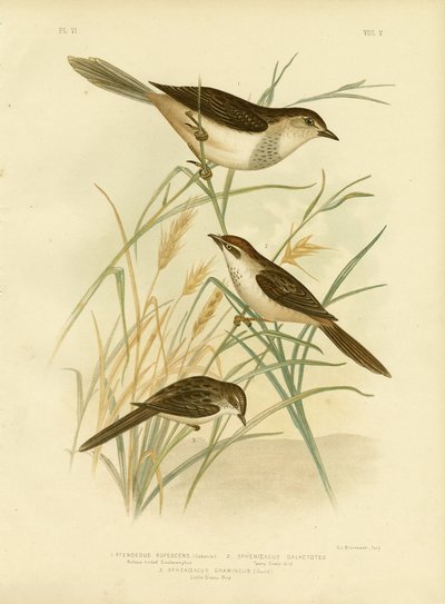Rødbrun-tonet Cincloramphus eller rødbrun sanglærk, 1891 af Gracius Broinowski
