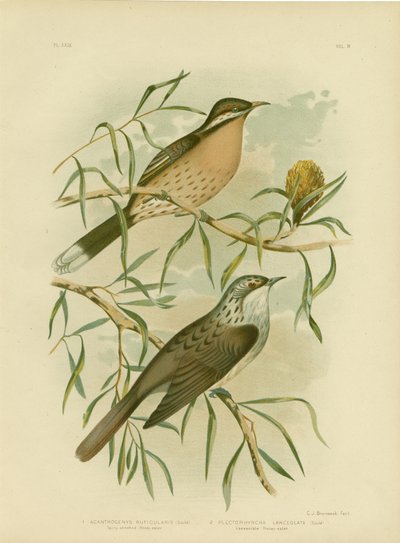 Honningæder med spiny-kind, 1891 af Gracius Broinowski
