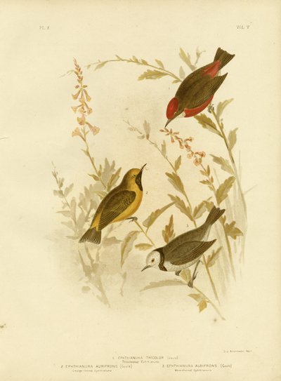 Trefarvet Ephthianura, 1891 af Gracius Broinowski