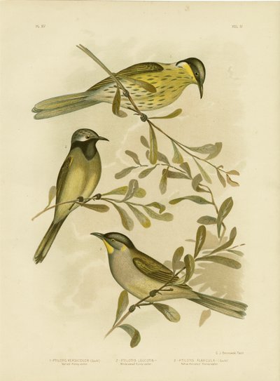 Varieret honningæder, 1891 af Gracius Broinowski