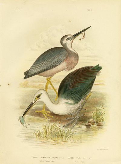 Hvid-ansigtet hejre, 1891 af Gracius Broinowski