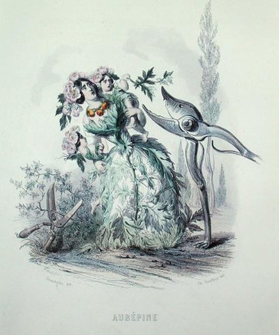The Hawthorn, fra 