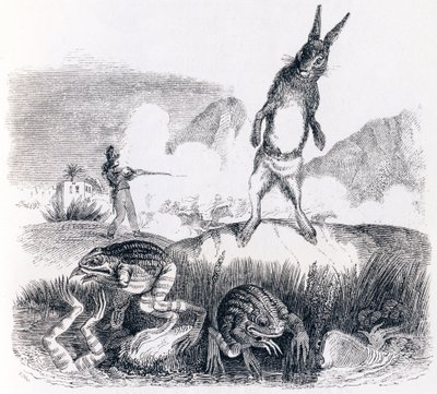 Haren og frøerne - Fabler af La Fontaine af Grandville