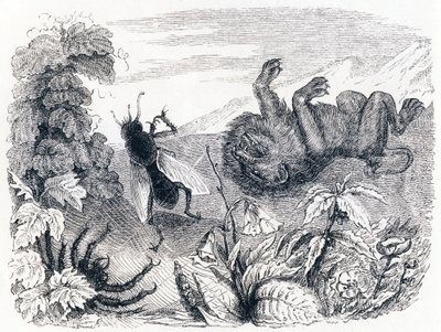 Løven og Midten - Fabler af La Fontaine af Grandville