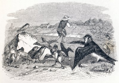 Svalen og de små fugle - Fabler af La Fontaine af Grandville
