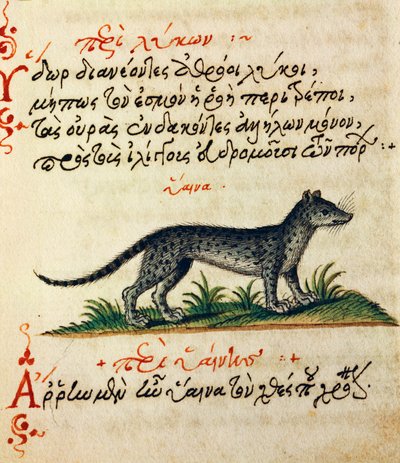 Afhandling om hyæne, test og miniature fra De animalium natura et proprieta libellus, af Aelianus (2.-3. århundrede e.Kr.) af Greek School
