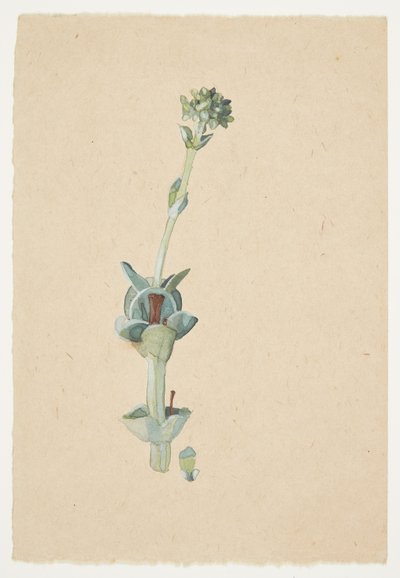 Studie af en blomst af Gudrun Traustedt