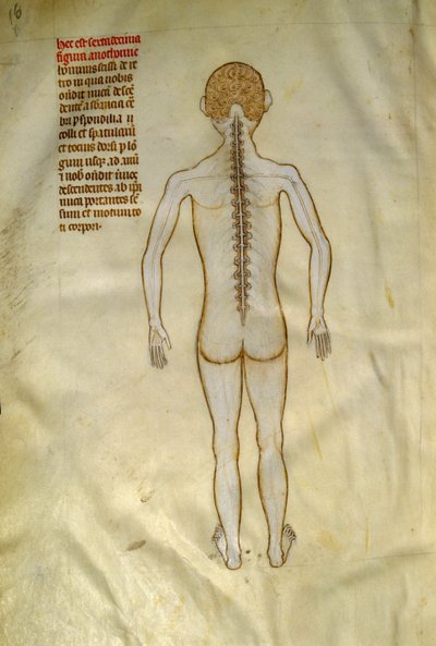 Anatomi og kirurgiske tavler: rygmarv (i ryghvirvlerne i rygsøjlen). I ""Liber notables Philippi den syvende konge af frankerne, uddrag fra Galiens bøger""" af Gui de Pavia omkring 1345. Chantilly, Musee Conde af Guido da Vigevano da Pavia