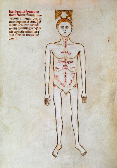 Kirurgi: repræsentation af den menneskelige krop. Miniature i ""Liber notables Philippi, frankernes syvende konge, uddrag fra Galiens bøger"" skrevet af Gui (Guy) af Pavia af Guido da Vigevano da Pavia