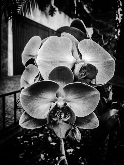 Blomst nr. 10, 2025 (foto) af Guilherme Pontes