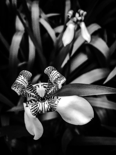 Blomst nr. 1, 2025 (foto) af Guilherme Pontes