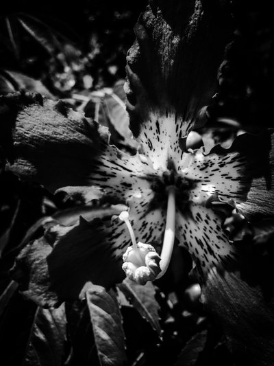 Blomst nr. 20, 2025 (foto) af Guilherme Pontes