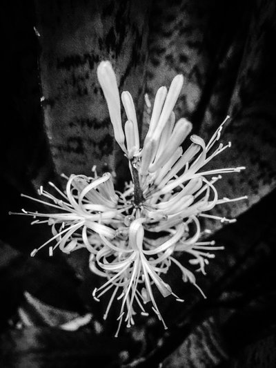 Blomst nr. 22, 2025 (foto) af Guilherme Pontes