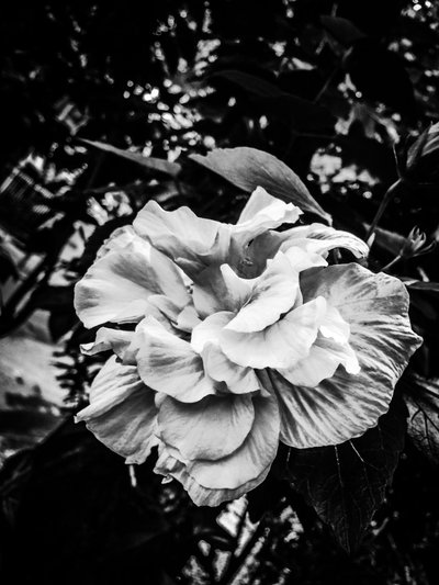 Blomst nr. 39, 2025 (foto) af Guilherme Pontes