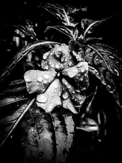 Blomst nr. 41 (foto) af Guilherme Pontes