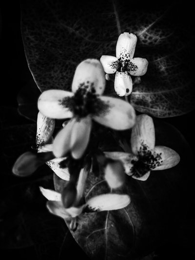 Blomst nr. 49 (foto) af Guilherme Pontes