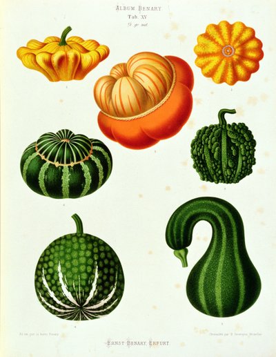 Marrows: fra fanen "Album Benary". XV af Guillaume Severeyns
