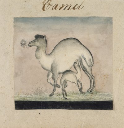 Mother Camel and her Calf (wc & pen & blæk på papir) af Gungaram Tambat