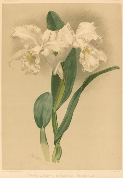 Cattleya Mendelii Quorndon House Var. af Gustav Leutzsch after Henry George Moon