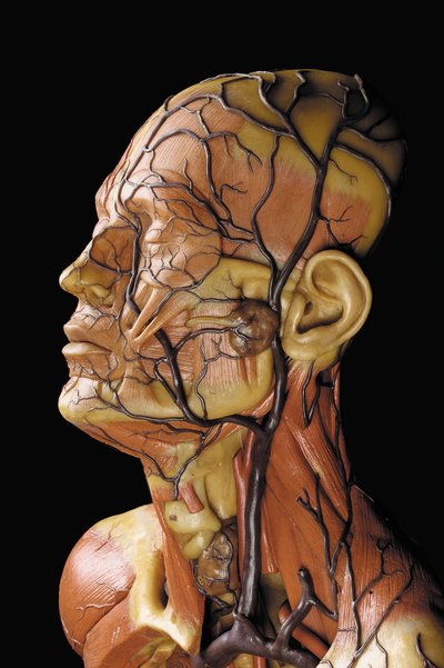 Detalje af en mandlig anatomisk ecorche-model, der viser muskler, arterier og vener, cirkulationen og nervesystemet af Gustav Zeiller
