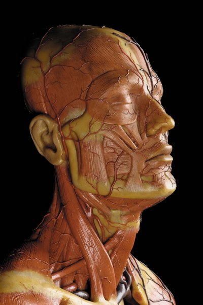 Detalje af en mandlig anatomisk ecorche-model, der viser muskler, arterier og vener, kredsløbet og nervesystemet (voks) (se også 469823 til 469827) af Gustav Zeiller