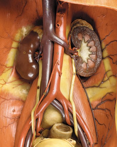 Detalje af en mandlig anatomisk ecorche-model, der viser muskler, arterier og vener, kredsløbet og nervesystemet (voks) (se også 469822 til 469827) af Gustav Zeiller