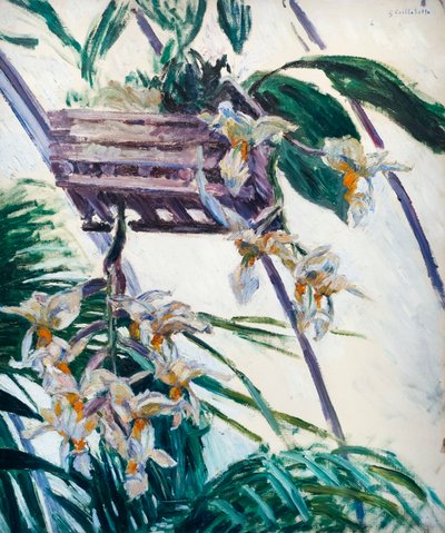 Orkideer, ca. 1893 (olie på lærred) af Gustave Caillebotte