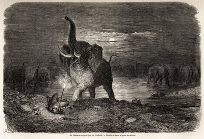 Jægeren overrasket af en elefant, nær Lake Ngami (Botswana), tegning af Gustave dore (1832-1883), for at illustrere Charles Jean Andersons eventyr og jagter i det sydlige Afrika. Indgravering i "" Le tour du monde, nouveau journal des voyages"" Paris af Gustave Dore