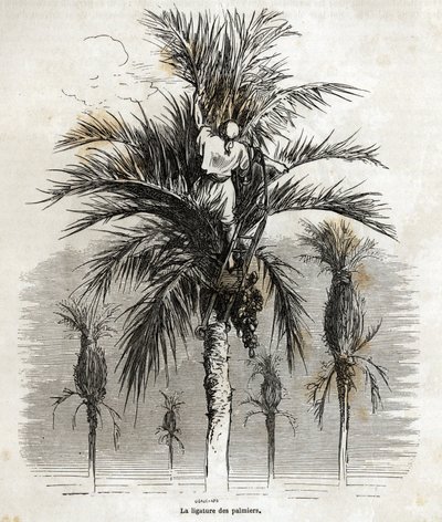Ligeringen af palmerne i Elche, med det formål at bevare hvidheden, for at flette dem, tegning af Gustave Dore (1832-1883), for at illustrere hans rejse til Spanien, i 1862, med Ch. Davillier. Indgravering i "" Le tour du monde"", redigeret af E af Gustave Dore