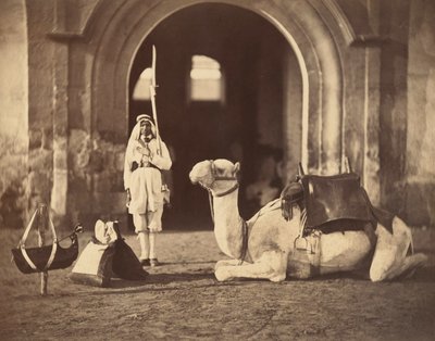 Kamel liggende, ca. 1866 (fotogravure) af Gustave Le Gray