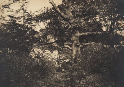 Eg i klipperne ved Fontainebleau, 1849-52. af Gustave Le Gray
