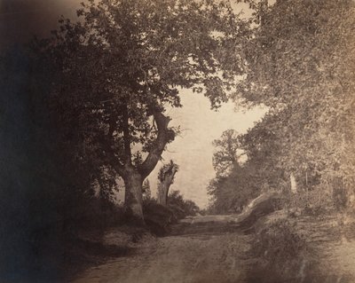 Fontainebleau, sandsti op ad bakke, ca. 1856. af Gustave Le Gray