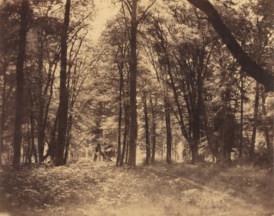Skovscene af Gustave Le Gray