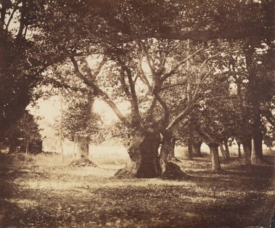 Hult egetræ, Fontainebleau, 1855-57. af Gustave Le Gray
