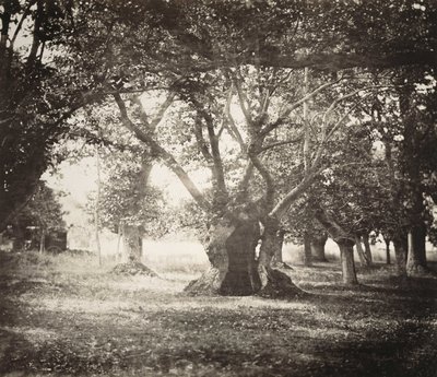 Træ, Fontainebleau-skoven af Gustave Le Gray