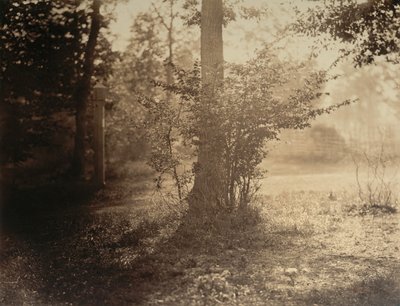 Træstudie, Forest of Fontainebleau, ca. 1856. af Gustave Le Gray